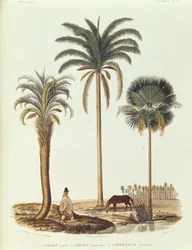 Art der argentinischen Palme, Illustration aus Voyage dans l